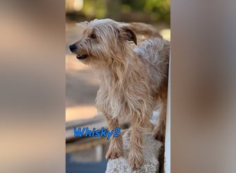 Whisky2 geb. 07/2024 (ESP) - menschenbezogener Yorkshire Terrier Mix!