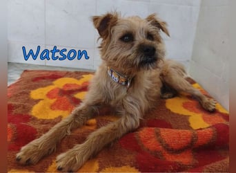 Watson geb. 03/2025 (ESP) - menschenbezogener Yorkshire-Terrier-Mischling!