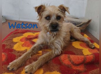 Watson geb. 03/2025 (ESP) - menschenbezogener Yorkshire-Terrier-Mischling!