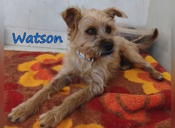 Watson geb. 03/2025 (ESP) - menschenbezogener Yorkshire-Terrier-Mischling!