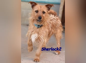 Sherlock2 geb. 07/2024 (ESP) - wunderschöner Yorki-Mix will das Leben entdecken!