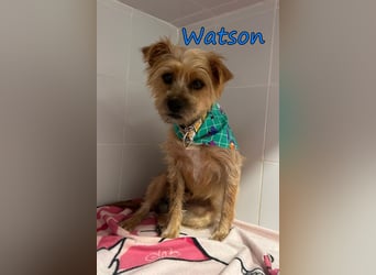 Watson geb. 03/2025 (ESP) - menschenbezogener Yorkshire-Terrier-Mischling!