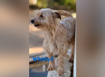 Whisky2 geb. 07/2024 (ESP) - menschenbezogener Yorkshire Terrier Mix!