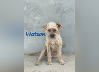 Watson geb. 03/2025 (ESP) - menschenbezogener Yorkshire-Terrier-Mischling!