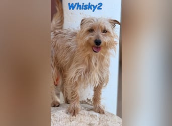 Whisky2 geb. 07/2024 (ESP) - menschenbezogener Yorkshire Terrier Mix!
