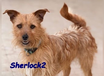 Sherlock2 geb. 07/2024 (ESP) - wunderschöner Yorki-Mix will das Leben entdecken!
