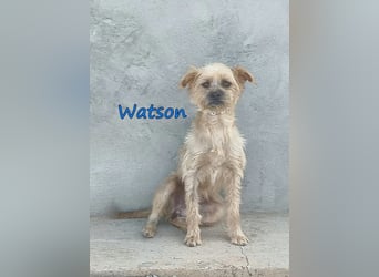 Watson geb. 03/2025 (ESP) - menschenbezogener Yorkshire-Terrier-Mischling!