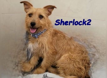 Sherlock2 geb. 07/2024 (ESP) - wunderschöner Yorki-Mix will das Leben entdecken!