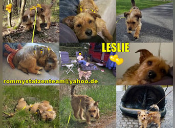 Leslie sucht aktive Menschen, die gerne was unternehmen (45739 Oer-Erkenschwick)