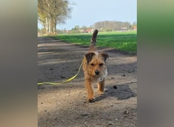 Neslin versucht alles richtig zu machen (31535 Neustadt am Rübenberge)