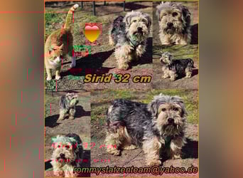 Sirid ist aktiv und neugierig