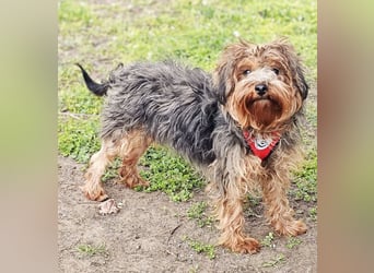 Manchu - vom Verhalten her wie ein Welpe