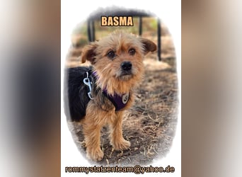 Basma ist ein liebenswertes, älteres Yorkiemädel