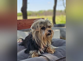 Esha ist neugierig und freundlich