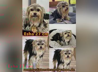 Esha ist neugierig und freundlich