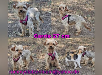 Carries neues Zuhause sollte eher ruhiger sein