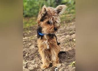 Pico sucht erfahrene, liebevolle Menschen