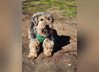 Sirid ist aktiv und neugierig