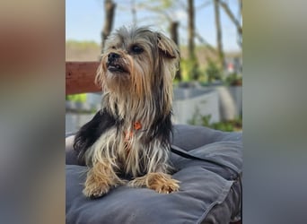 Esha ist neugierig und freundlich