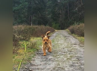 Neslin versucht alles richtig zu machen (31535 Neustadt am Rübenberge)