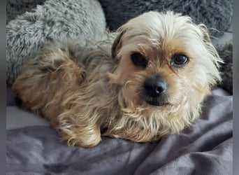 Nilo geht jedem Konflikt aus dem Weg (25451 Quickborn)