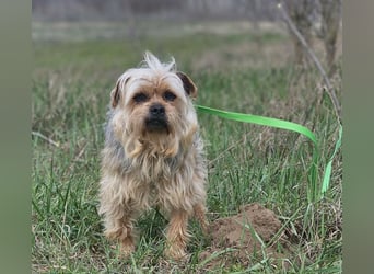 Nilo geht jedem Konflikt aus dem Weg (25451 Quickborn)