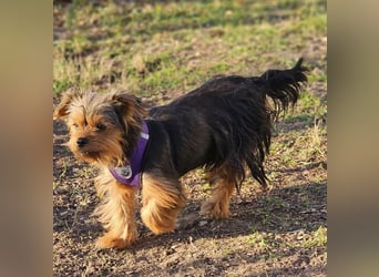 Chipsa ist freundlich und verträglich