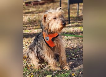 Nolana ist eine aufgeweckte Terrier-Mix-Hündin
