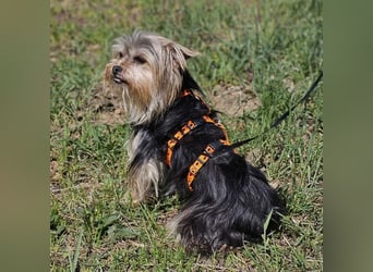 Esha ist neugierig und freundlich