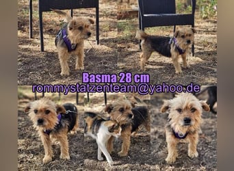 Basma ist ein liebenswertes, älteres Yorkiemädel