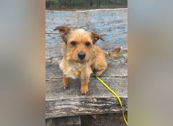 Neslin versucht alles richtig zu machen (31535 Neustadt am Rübenberge)