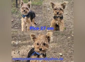 Pico sucht erfahrene, liebevolle Menschen