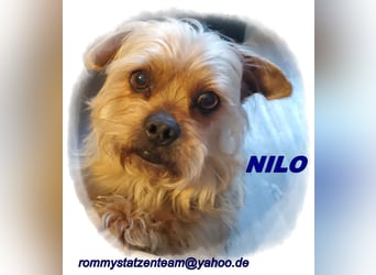 Nilo geht jedem Konflikt aus dem Weg (25451 Quickborn)