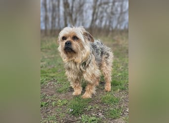 Nilo geht jedem Konflikt aus dem Weg (25451 Quickborn)