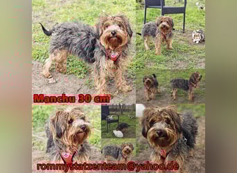 Manchu - vom Verhalten her wie ein Welpe