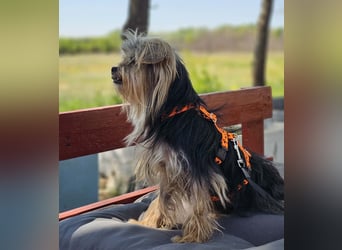 Esha ist neugierig und freundlich