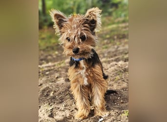 Pico sucht erfahrene, liebevolle Menschen