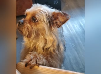 Nilo geht jedem Konflikt aus dem Weg (25451 Quickborn)