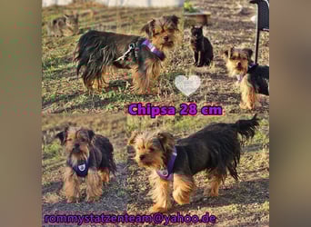 Chipsa ist freundlich und verträglich