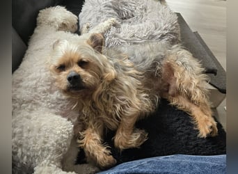 Nilo geht jedem Konflikt aus dem Weg (25451 Quickborn)