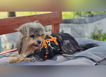 Esha ist neugierig und freundlich