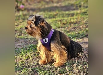 Chipsa ist freundlich und verträglich