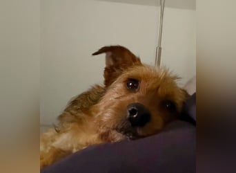 Neslin versucht alles richtig zu machen (31535 Neustadt am Rübenberge)