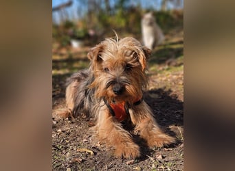 Nolana ist eine aufgeweckte Terrier-Mix-Hündin
