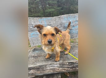 Neslin versucht alles richtig zu machen (31535 Neustadt am Rübenberge)