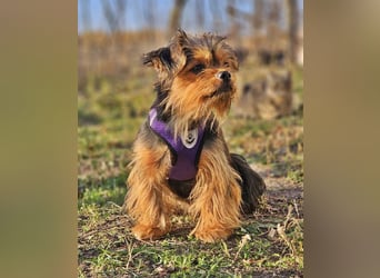 Chipsa ist freundlich und verträglich