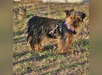 Chipsa ist freundlich und verträglich