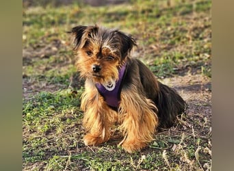 Chipsa ist freundlich und verträglich