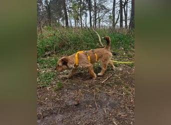 Neslin versucht alles richtig zu machen (31535 Neustadt am Rübenberge)