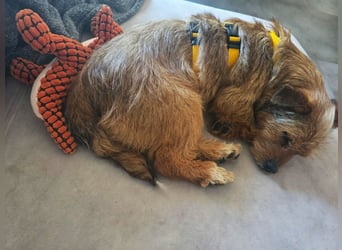 Neslin versucht alles richtig zu machen (31535 Neustadt am Rübenberge)